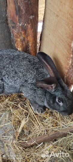 Кролики мясных пород. Кролята 1 месяц
