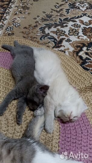 Кошечка(1,5 месяца)