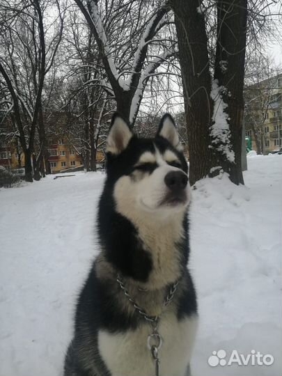 Отдам бесплатно очень в очень хорошие руки