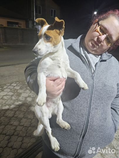 Найдена собака Анапская