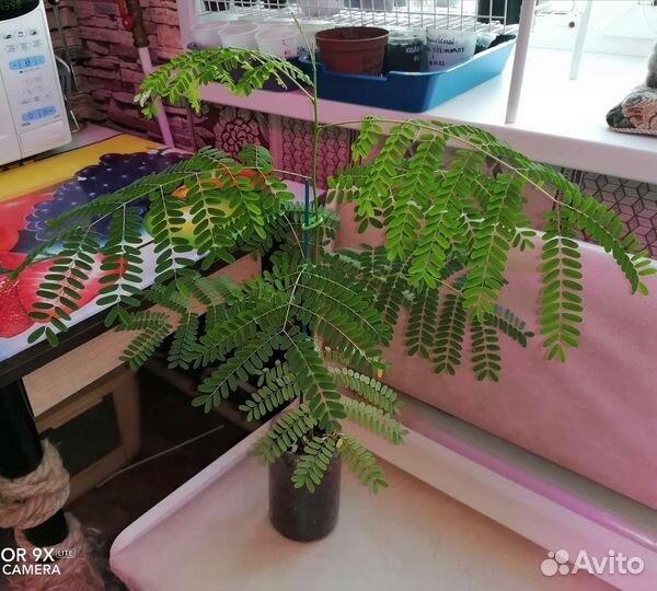 Делоникс королевский Огненный зонтик Экзотика детк