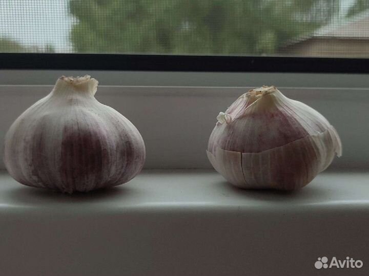 Продам чеснок