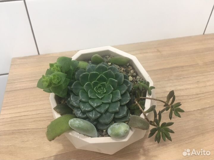 Мини садики из растений