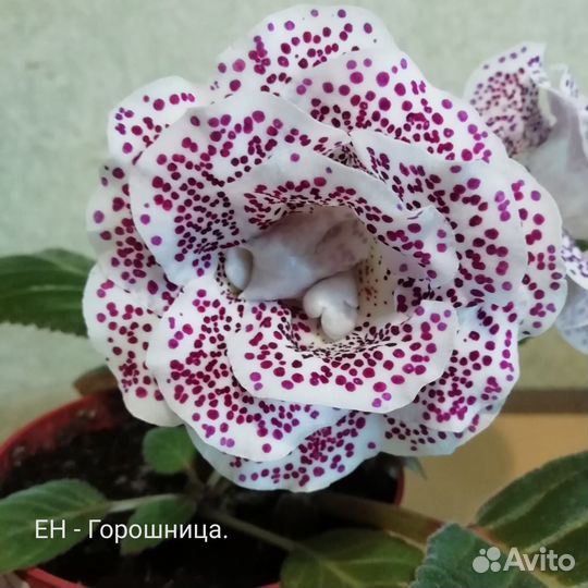 Глоксинии сортовые