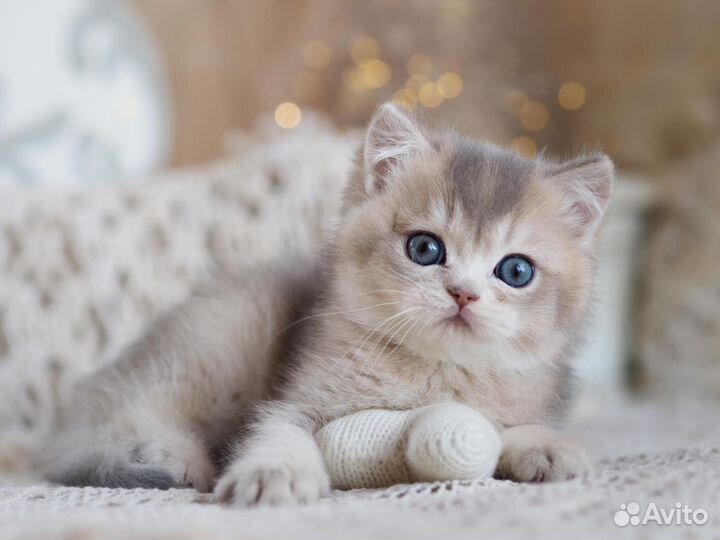 Британский котенок Люкс