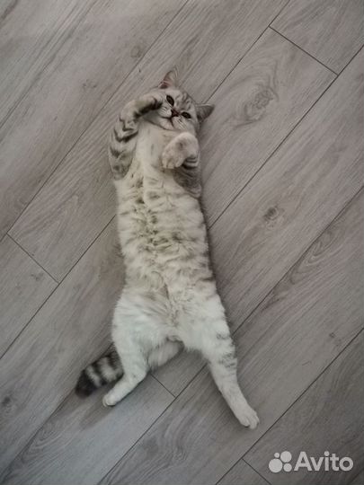 Шотландский кот вязка