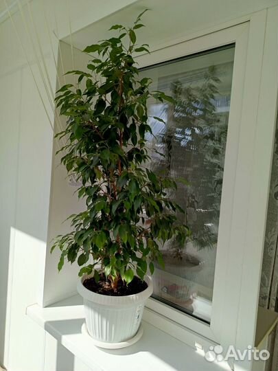 Комнатный цветок 