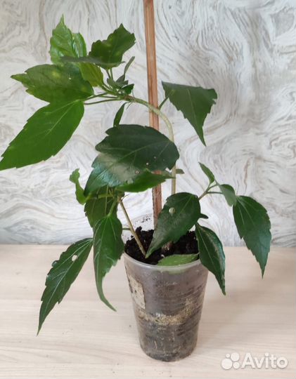 Гибискусы махровые белый и розовый