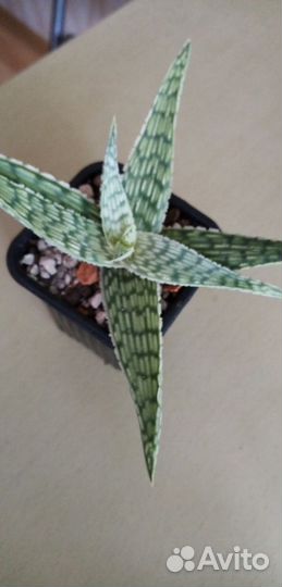 Алоэ Раухи, крассулы