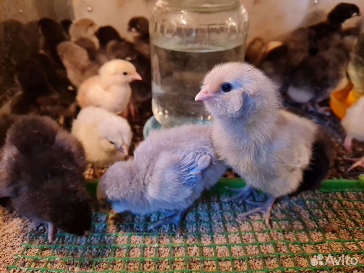 Куриная мозаика из цыплят 4 пород 21 шт