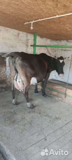 Корова дойная