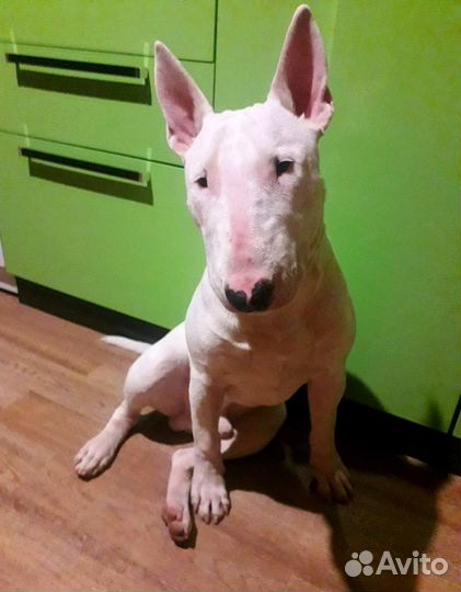 Передержка животных. Догситтер. Зоогостиница