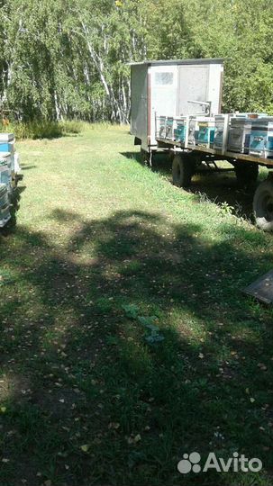 Другие животные