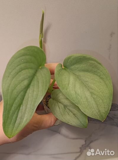 Сциндапсус Сильвер Хироу