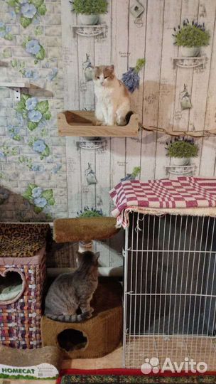 Милая Зайка