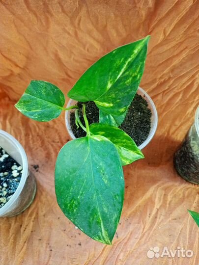 Сциндапсус