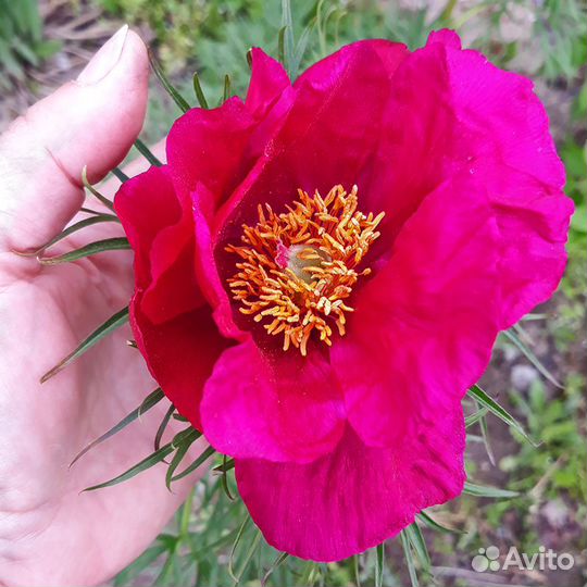 Пион марьин корень