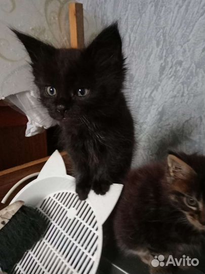 Котята мейн-кун