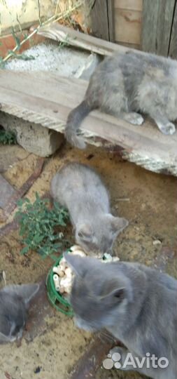 Котята в добрые руки бесплатно