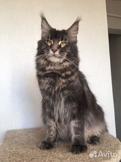 Кошка мейн кун