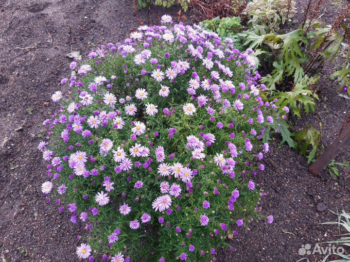 Многолетники зимующие без проблем
