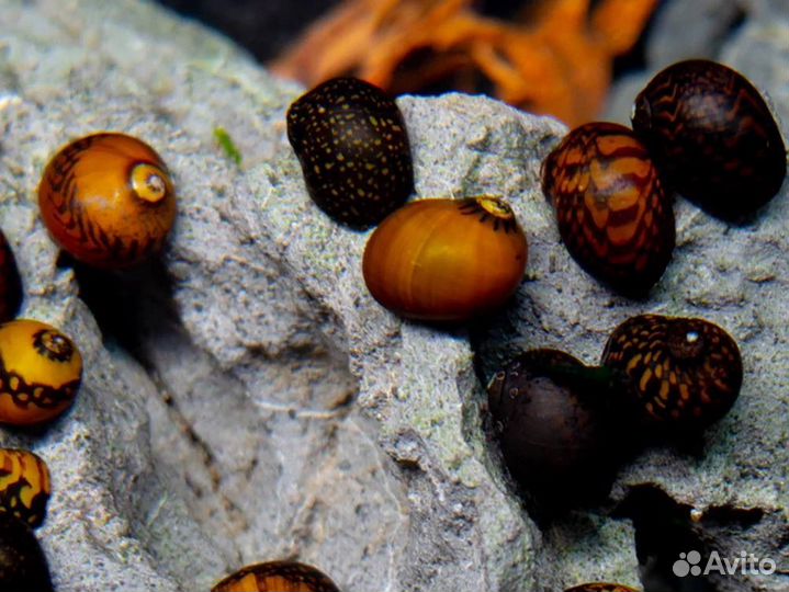 Улитка неретина батик