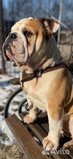 Английский бульдог вязка