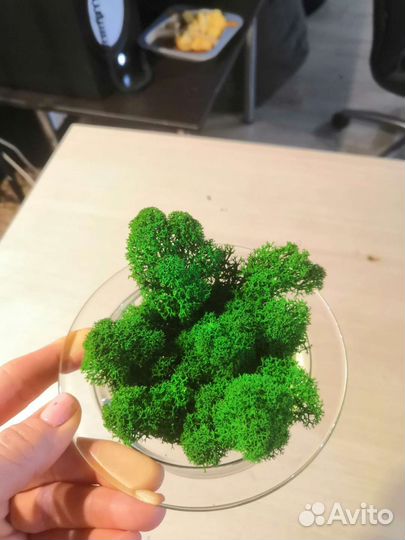 Стабилизированный мох в вазе стекло