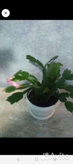 Декабрист шлюмбергера