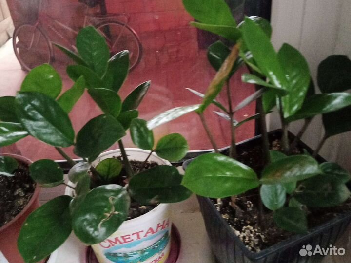 Замиокулькас