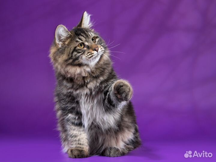 Хоть Полсвета Обойдете. Кота Лучше не Найдете