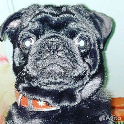 Мопс