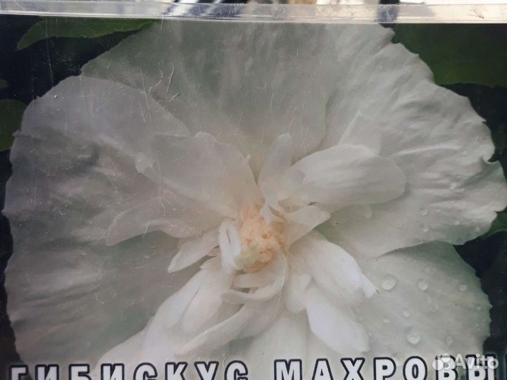 Саженцы гибискуса махрового