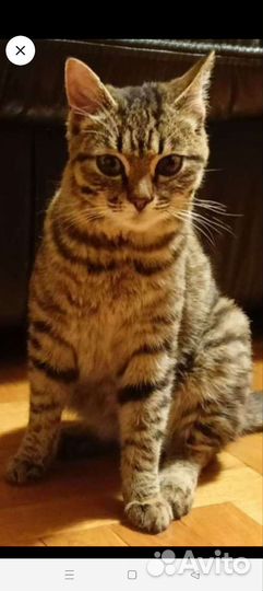 Европейская