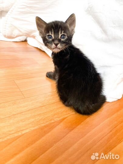 Бенгальские угольные котята