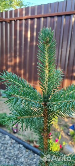 Ель колючая Глаука с3 30-50см