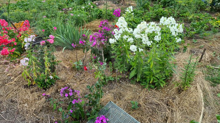 Участок 12 сот. (СНТ, ДНП)