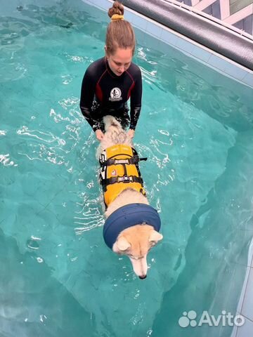 Бассейн для собак, реабилитация, обучение плаванию объявление продам