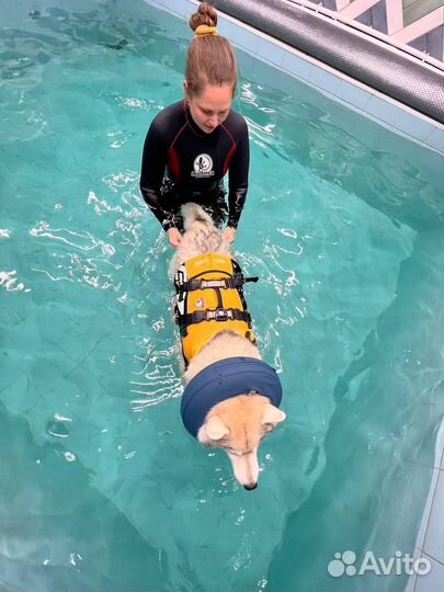 Бассейн для собак, реабилитация, обучение плаванию