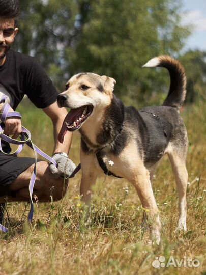 Собака ищет хозяина