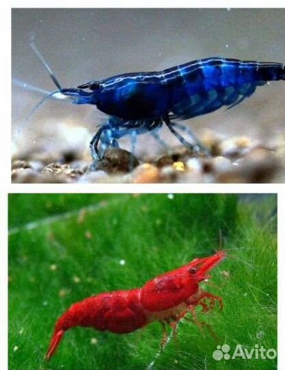 Креветки и сомики, рыбки петушки