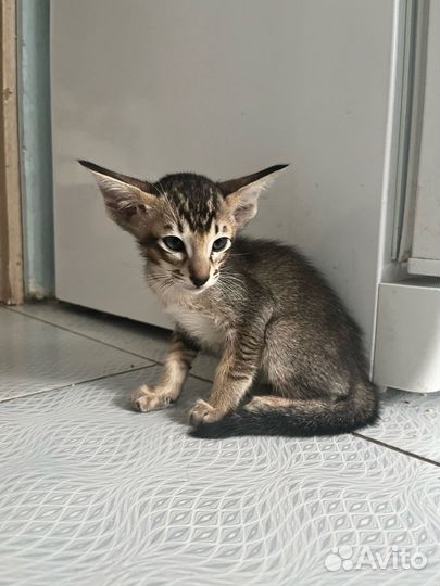 Ориентальные котята