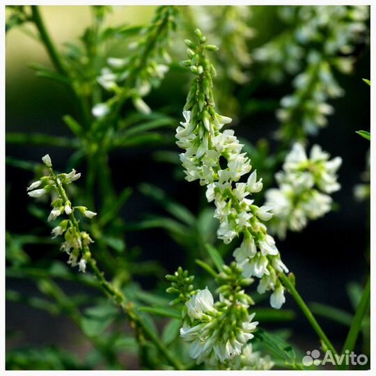 Семена Донника Белого опт