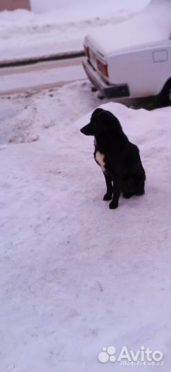 Собака в добрые руки