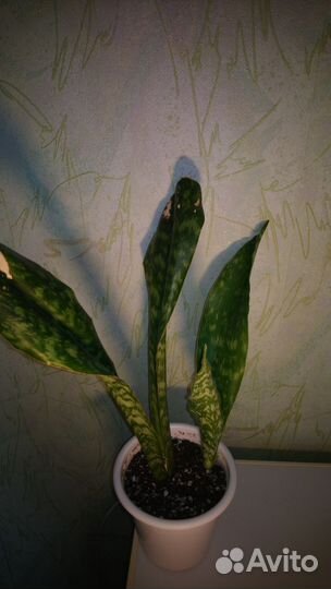 Сансевиерия сортовая