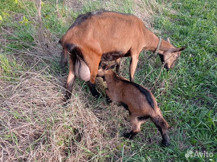 Козлята чешские