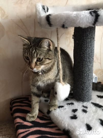 Котенок бенгалский метиз