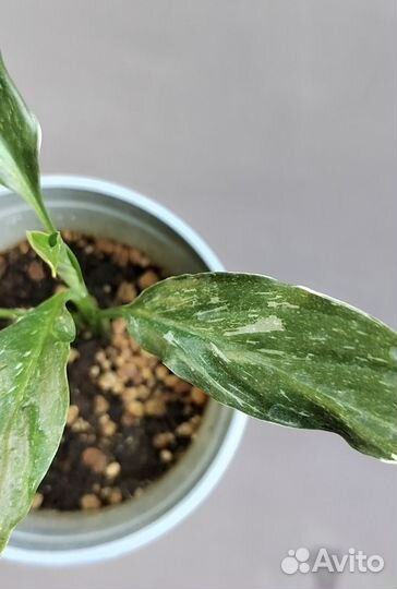 Спатифиллум Домино. Детка