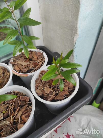 Гранат комнатный