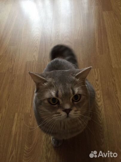 Шотландский котик ищет подружку